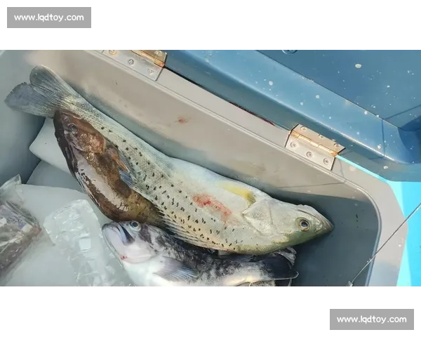 岱山海钓者意外发现：不同鱼类竟有独特 “语言”，百年渔谚暗藏声学密码